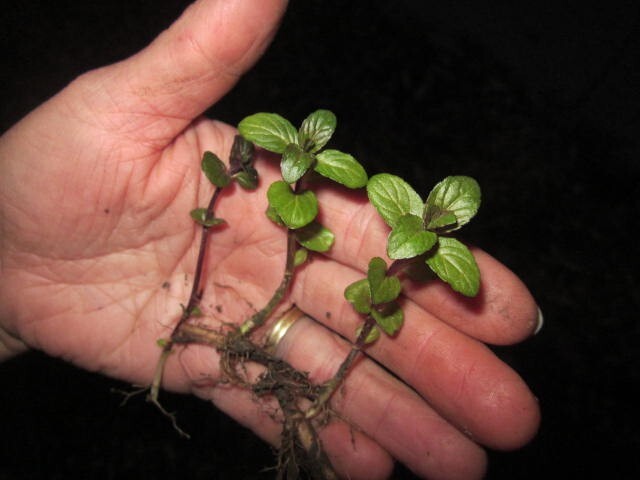 Chocolate mint plant – 3 rooted cuttings