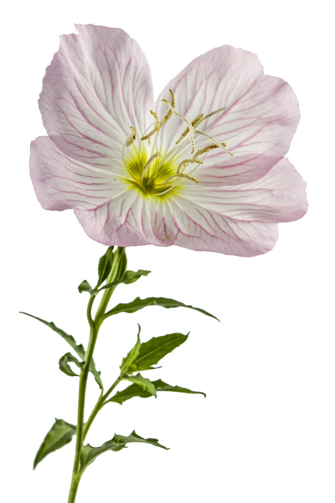 Pink Showy Evening Primrose Seeds 1500+ | A Perennial Medicinal Herb Flower