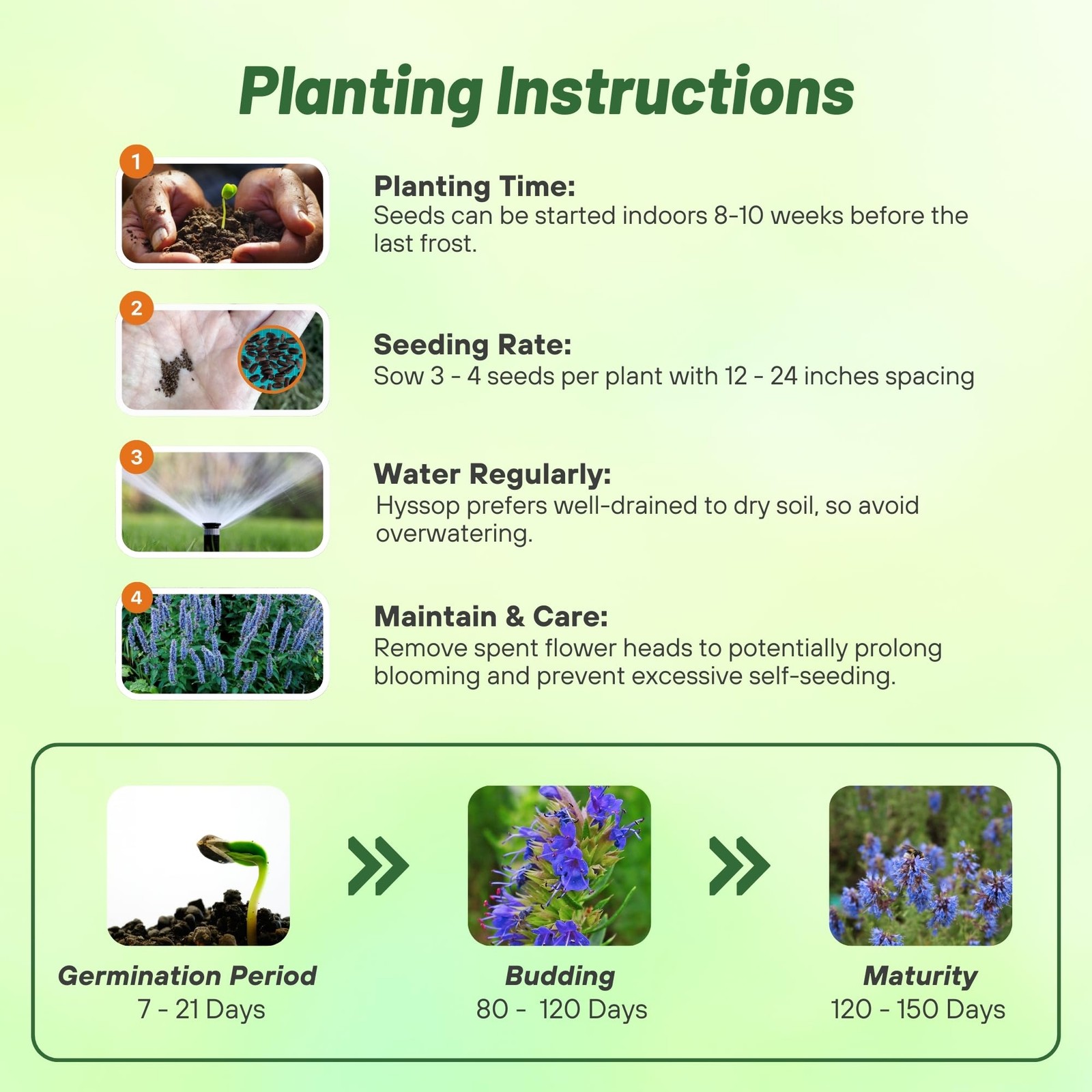 1000 PCS Blue Hyssop Seeds Planting Perennial Herb Garden Fragrant Blooms