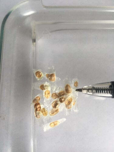Tecoma stans | Yellow Bells | Ginger-Thomas | Esperanza | 10 Seeds