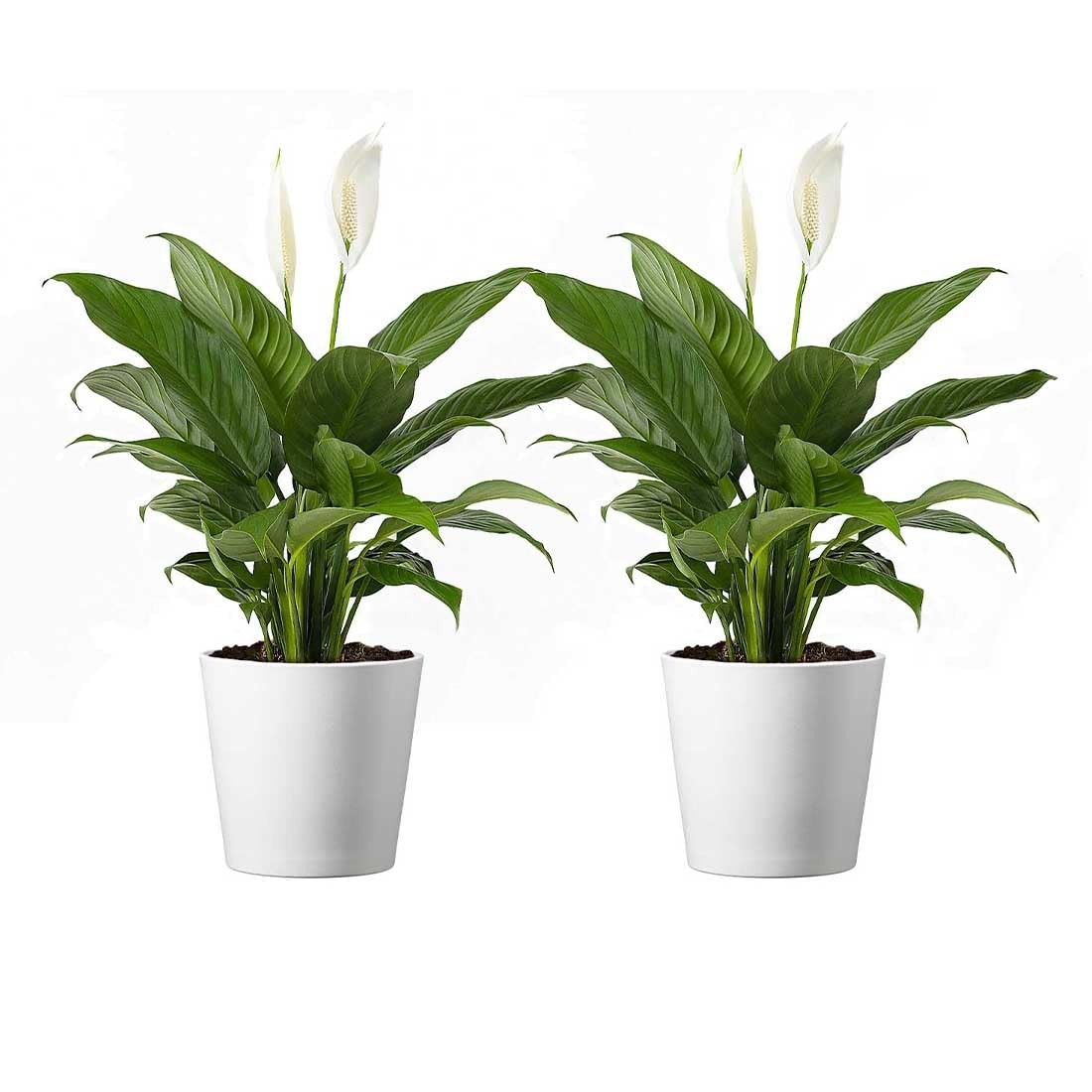 Spathiphyllum Peace Lily Live Plant, Indoor Flowering Houseplants, 4-Inch Pot…