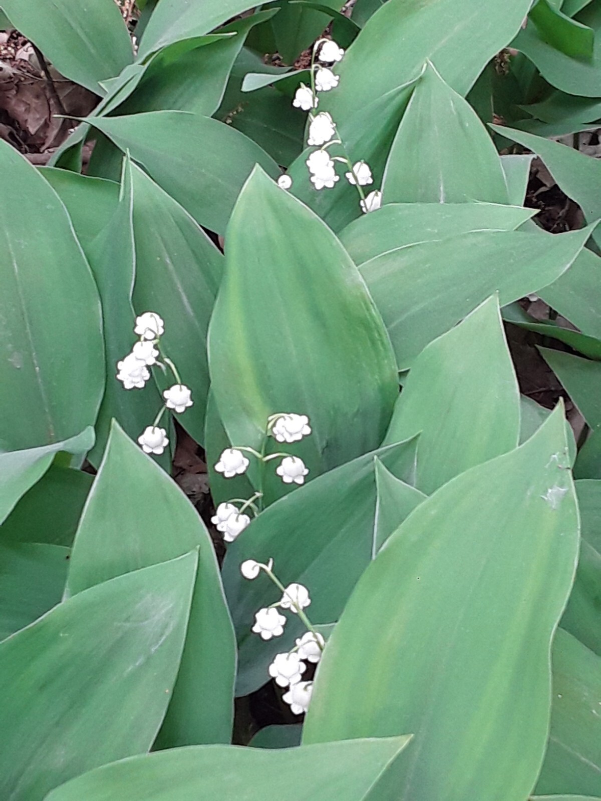 Convallaria majalis — Lily of the Valley 20 bare-root plants — from Michigan!