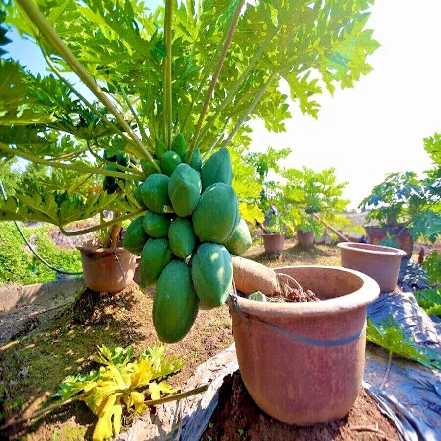 40 RARE “Dwarf Solo Waimanalo Tree Seeds” (Carica Papaya) Fast Fruit Houseplant