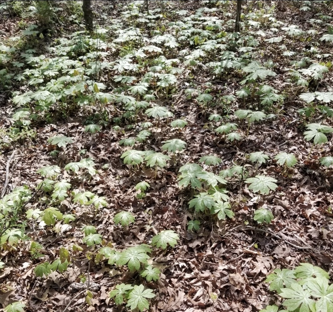 12 Fresh Mayapple Rhizomes, American Mandrake, Medicinal Herb, Edible Fruit.