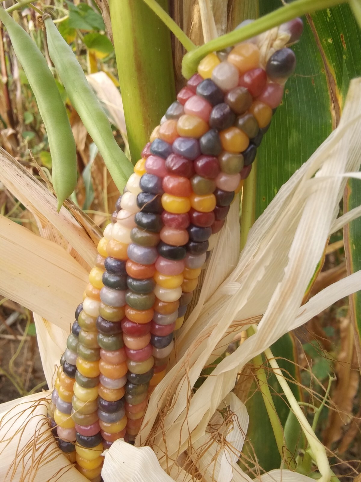 100 GLASS GEM INDIAN CORN SEEDS 2021 HARVEST