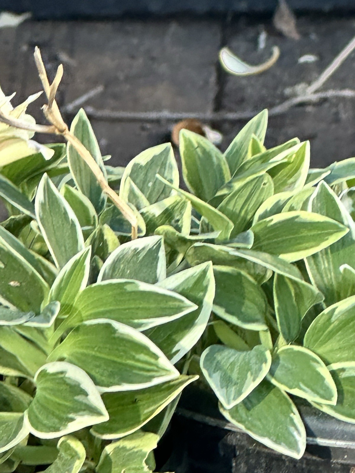 Alstroemeria aurea Yellow Variegated Peruvian Lily 1 Live Flower Plant Root Bulb