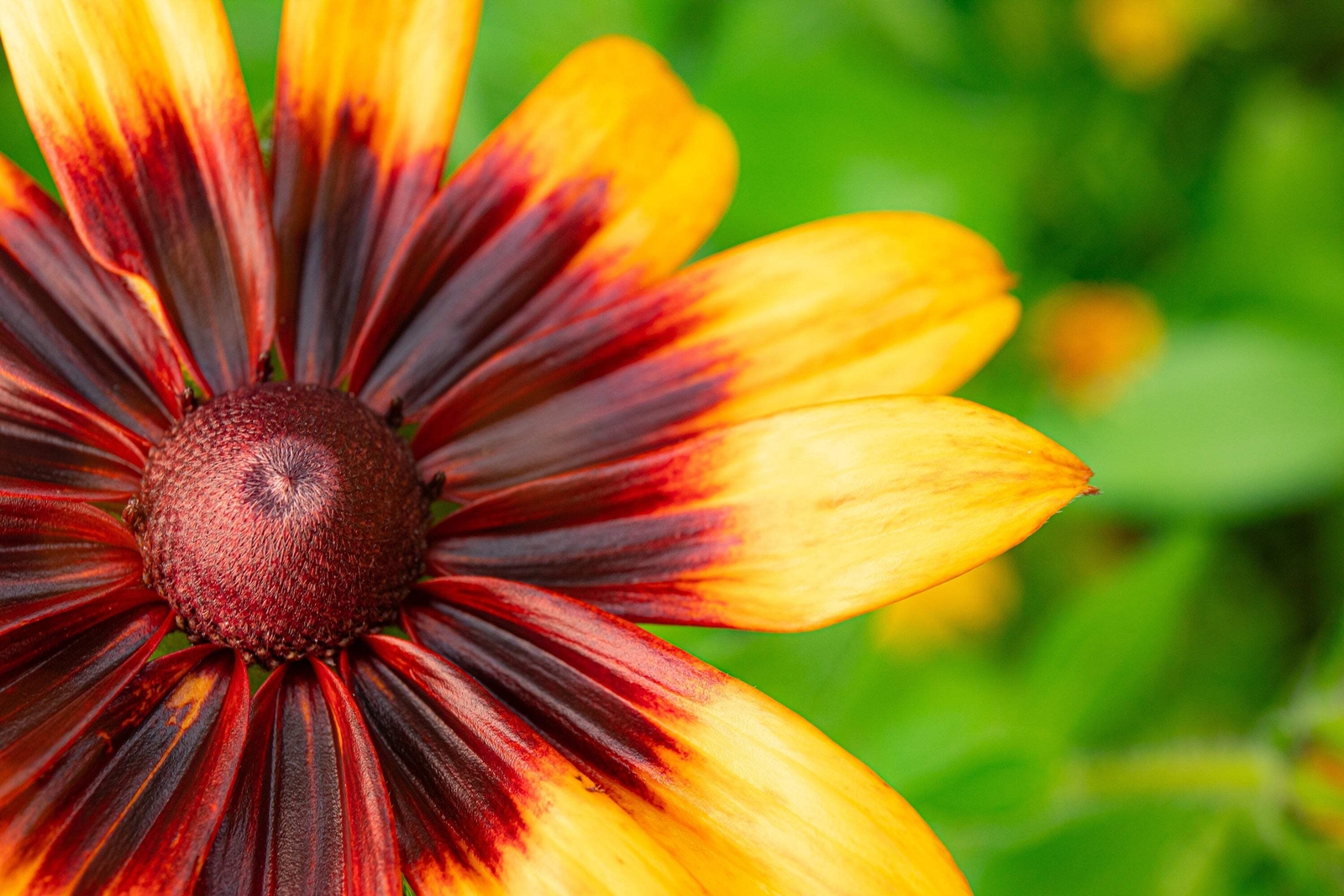 4000 GLORIOSA DAISY INDIAN SUMMER Rudbeckia Hirta Flower Seeds *Flat S/H