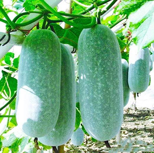 15 Organic Wax Gourd Fuzzy Winter Melon Winter Melon Seeds