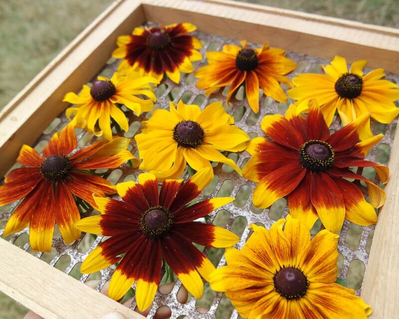 35 Rudbeckia Rustic Mix seeds