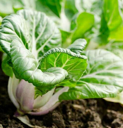 Baby Bok Choy Seeds | Dwarf Pak Choi USA Asian Vegetable Chinese Cabbage 2024