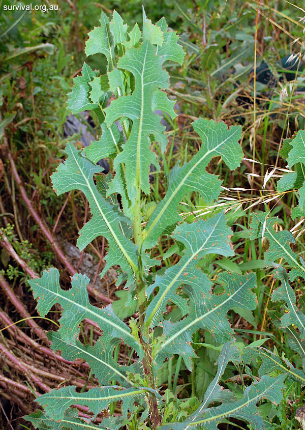 Wild Lettuce (Lactuca virosa) & Prickly Lettuce (L. serriola) Buyer Gets Both