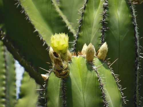 Escontria Chiotilla 5 Seeds Free Shipping!
