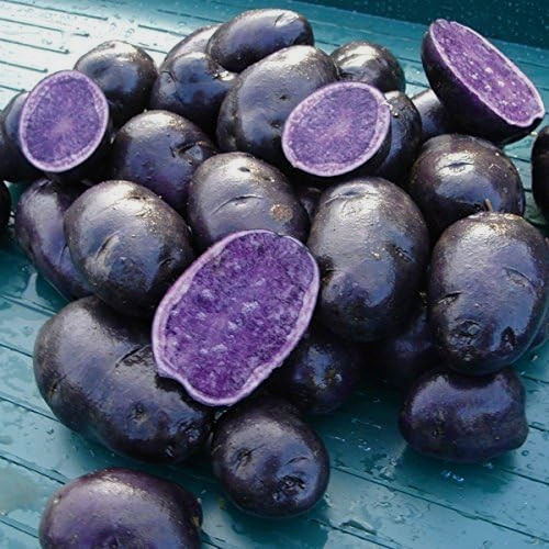 Rare Potato Seeds 1 pound Purple Seed Potatoes Organic Tubers for Planting