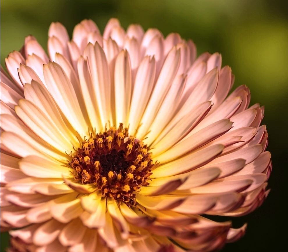 50+Seeds | Pink Surprise Calendula Seeds #H005