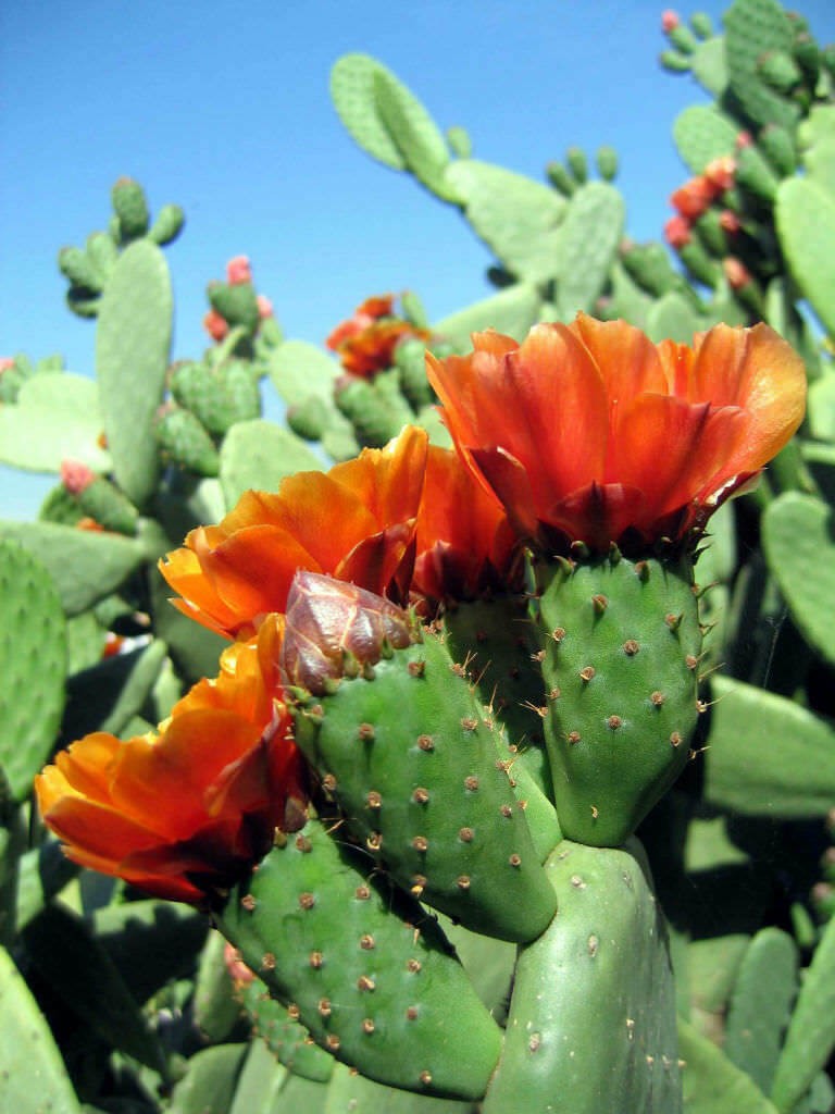 Opuntia tomentosa “Velvet Tree Pear” Cactus Seeds (100 Seeds)