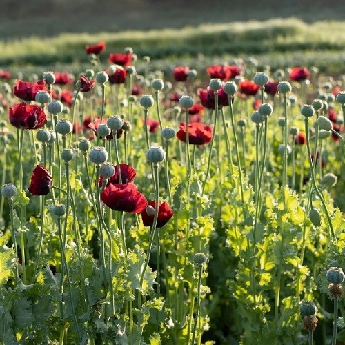 Premium Stratified Heirloom Papaver Giganteum Seeds Gorgeous Giant Red Flowers