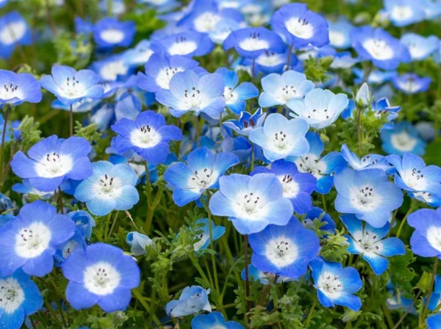 400+ Baby Blue Eyes Seeds **Fresh Seeds** ~~Free Shipping~~