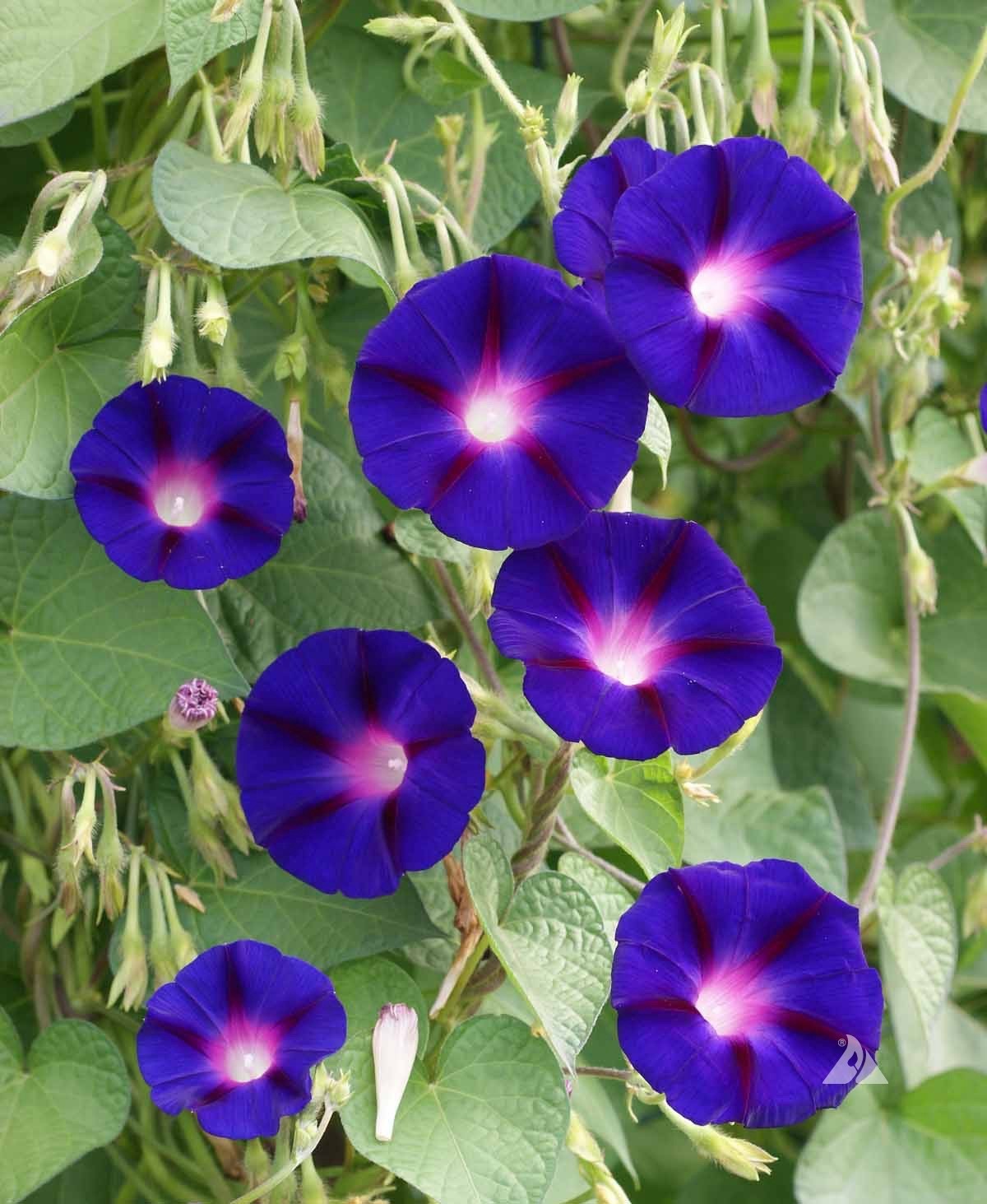 Morning Glory Seeds – 2000 pcs Mixed Color Blooms for Stunning Garden, Bulk