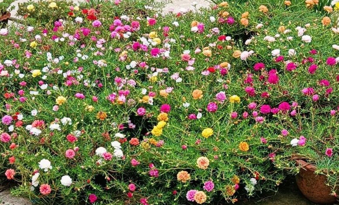 1000+ SEEDS MOSS Rose Double Mix Color – Portulaca grandiflora Buy2Get1FREE!