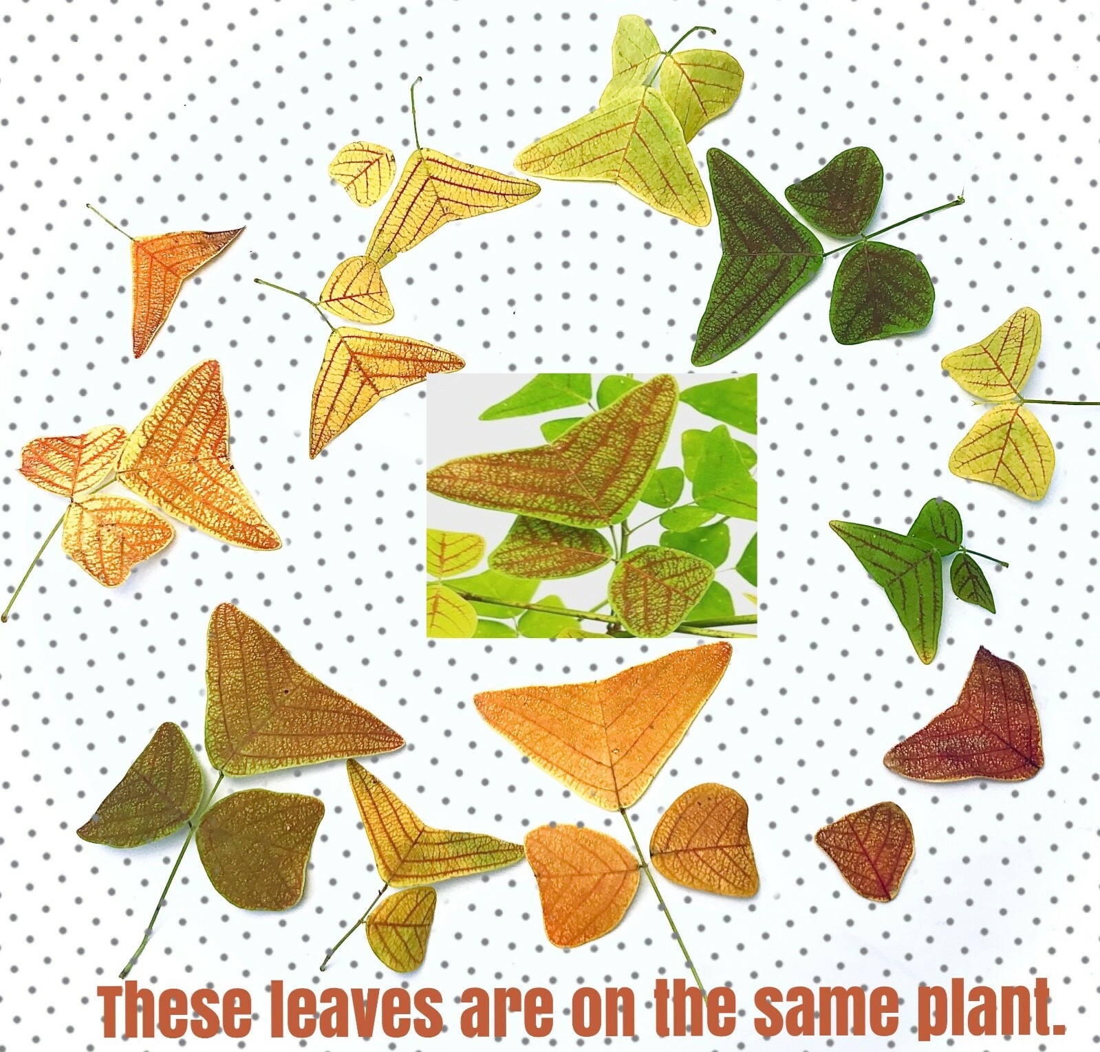 Organic Christia MARBLE – Swallowtail – Butterfly Wing Plant seeds – Obcordata