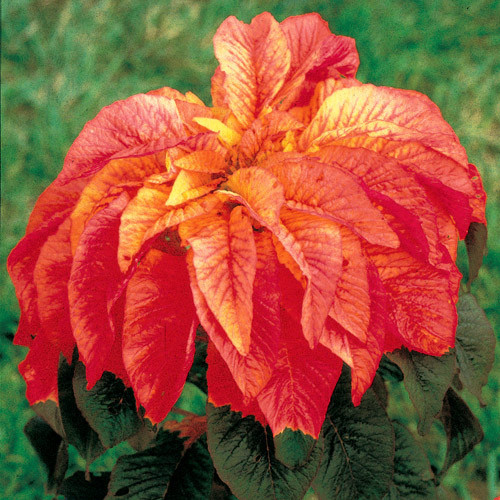 Amaranthus Seeds, Illumination, Foliage Plant Seeds, Eye Catching Leaves 75ct