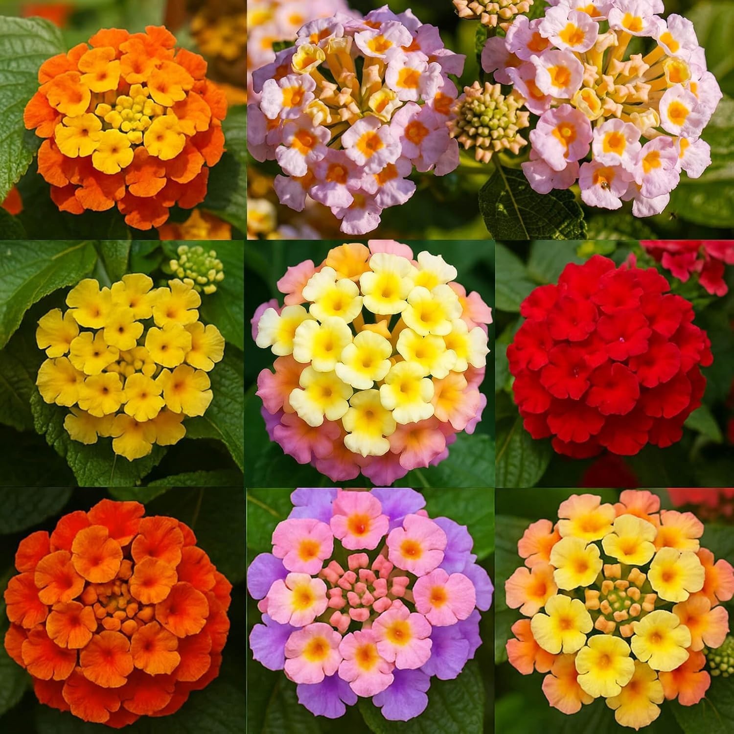 900+ or 600 + Lantana Flower Seeds – Mixed Colors | Heat & Drought-Tolerant, Eas