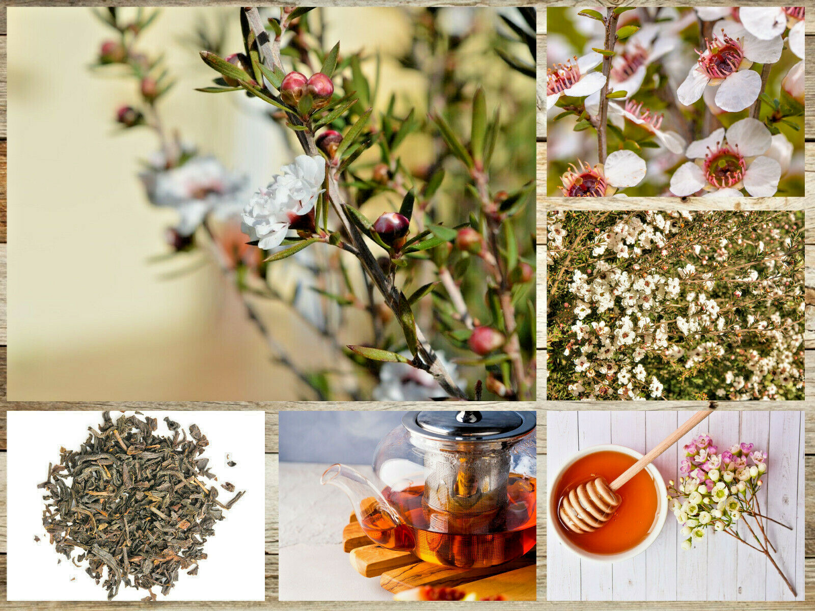 100+ Manuka Tea Tree Seeds – Medicinal Tea Bush, Honey, New Zealand, USA SELLER