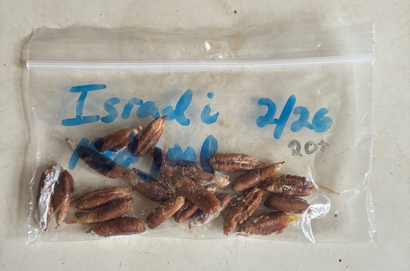 20 Medjool Date Pits (Seeds only)