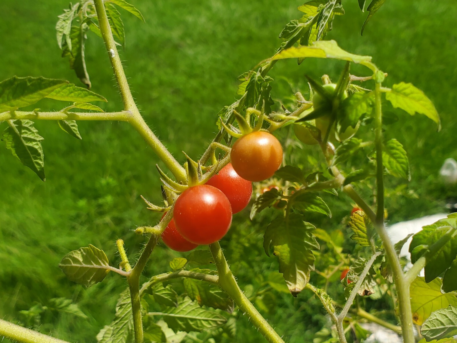 (50) FLOIDA EVERGLADES WILD TOMATO Seeds – Heirloom Cherry Organically Grown
