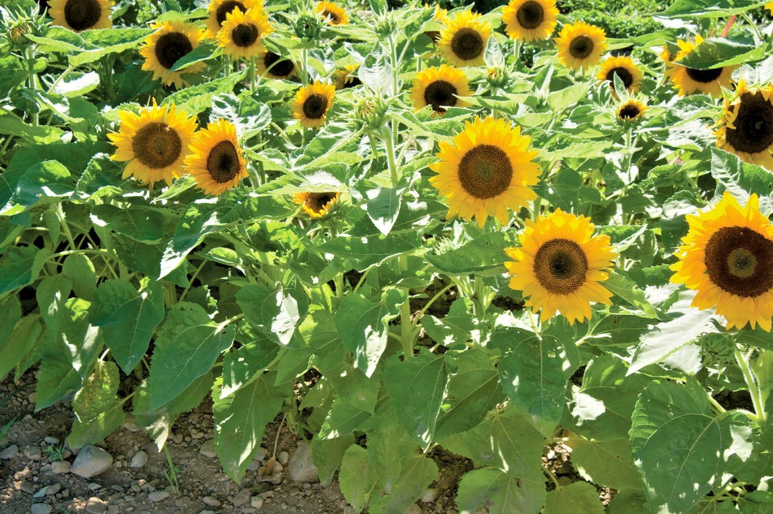50+Sunspot DWARF SUNFLOWER Seeds Native Wildflower Flowering Annual Container