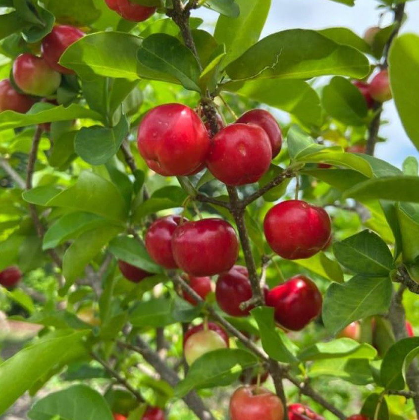 Barbados Cherry Live Plant – 4-6″ Tall – Tropical Fruit Tree for Fresh Eating
