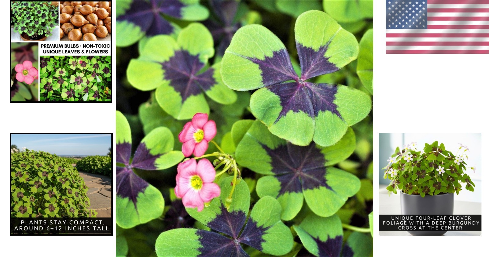Vibrant Green Iron Cross Shamrock Bulbs – 20 Organic Indoor/Outdoor Plants