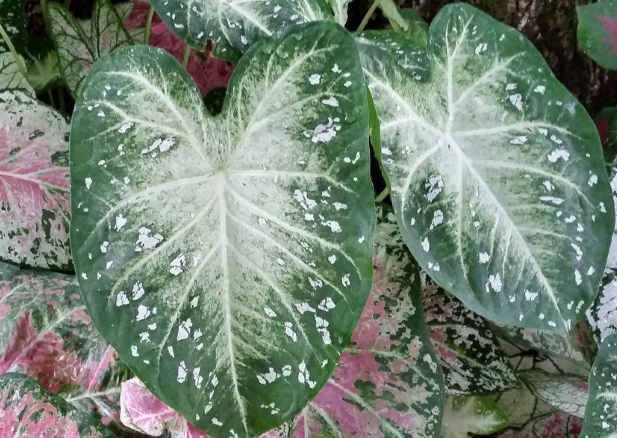 Caladium ‘Stardust’ – Size #2 Bulbs (8 Bulbs, 1 to 1.5 inches)