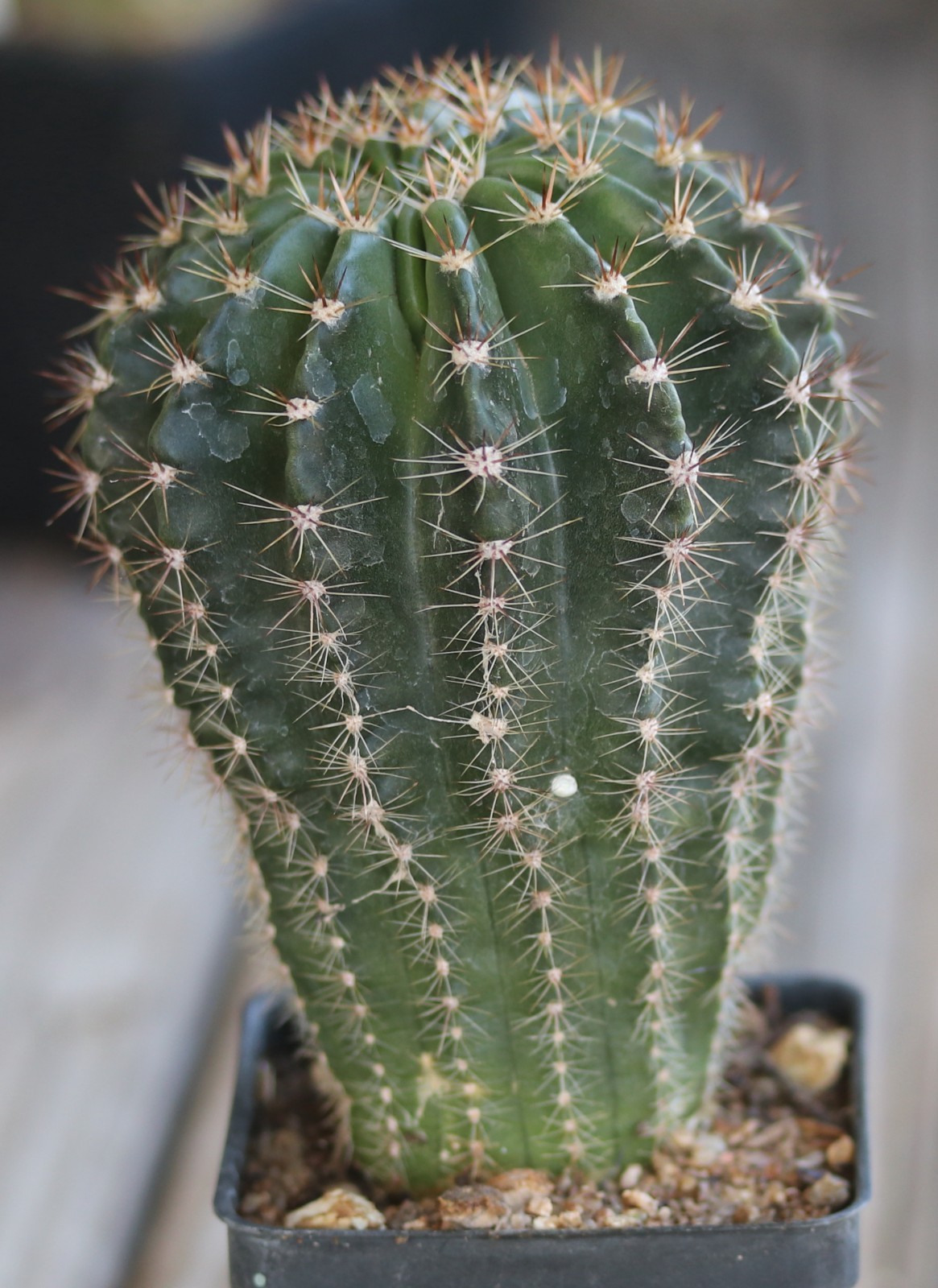 Echinopsis hybrid ‘Ben Hur’