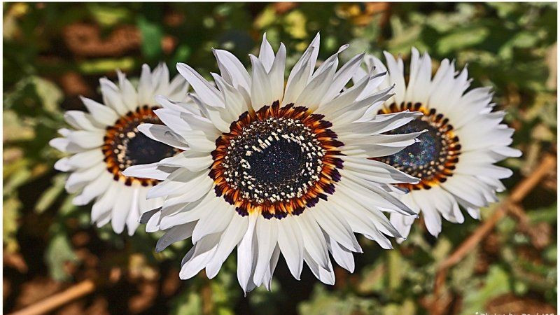 50+ ITALIAN WHITE SUNFLOWER – TALL — CUT FLOWERS — HEIRLOOM – NON GMO — RARE
