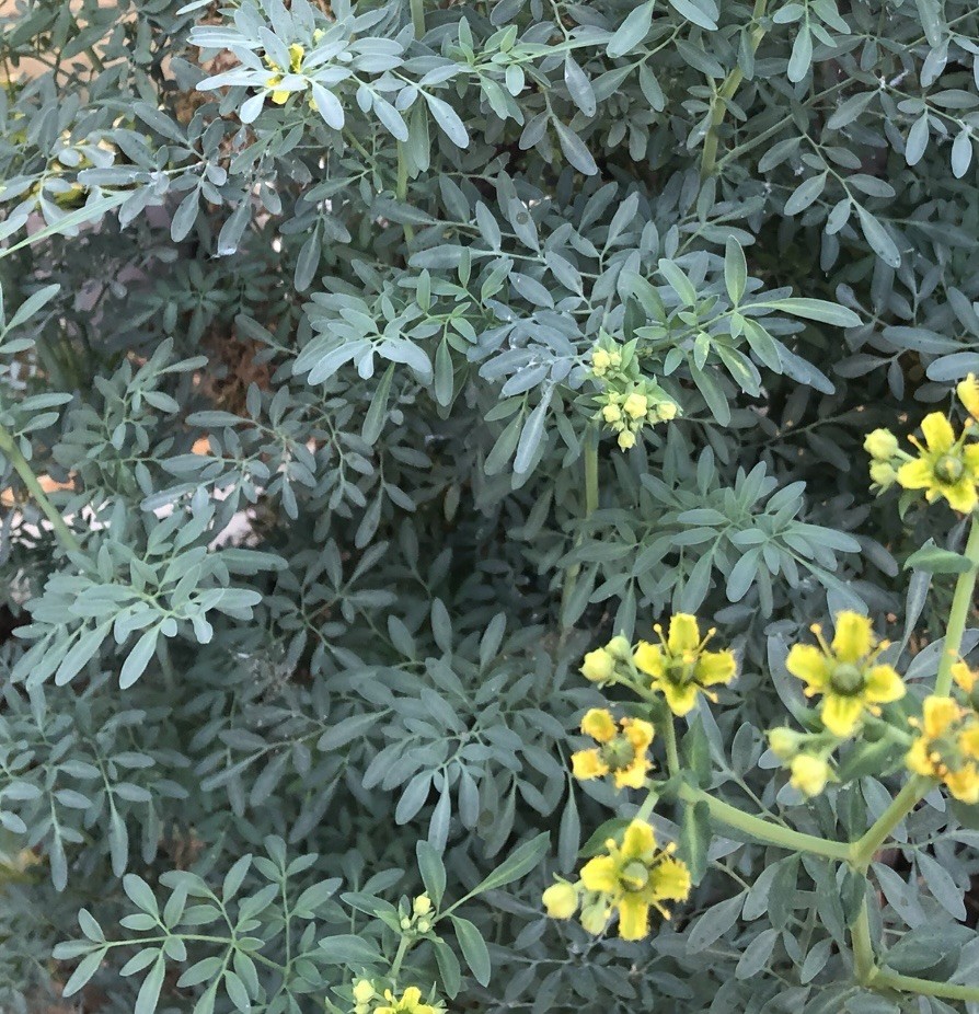 1 Common Rue Plant 7” Ruda Ruta Graveolens Live Plant Ready To Plant
