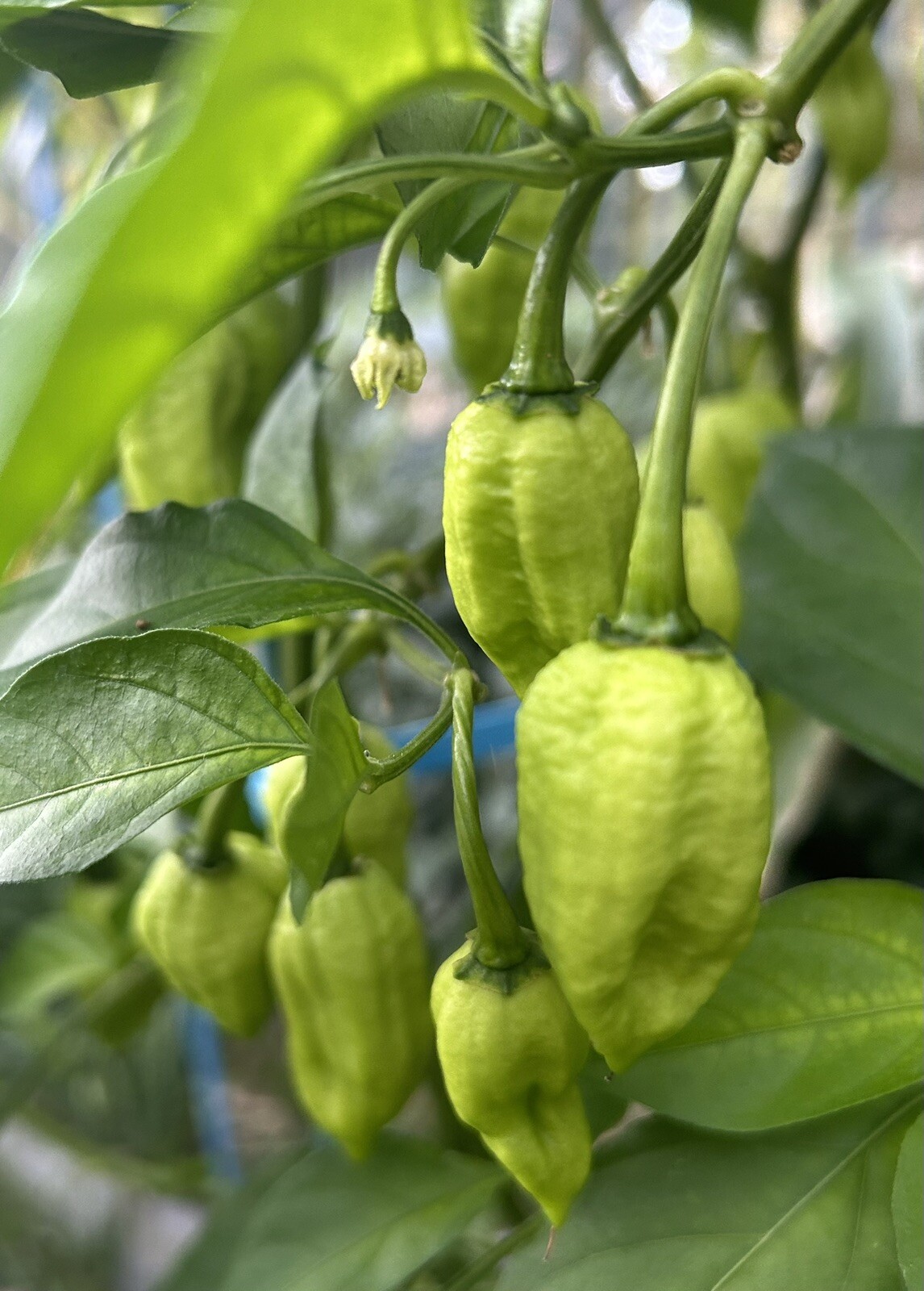 Super Hot Chocolate Ghost Chili Pepper, Bhut Jolokia – 15 Seeds 2024 – USA