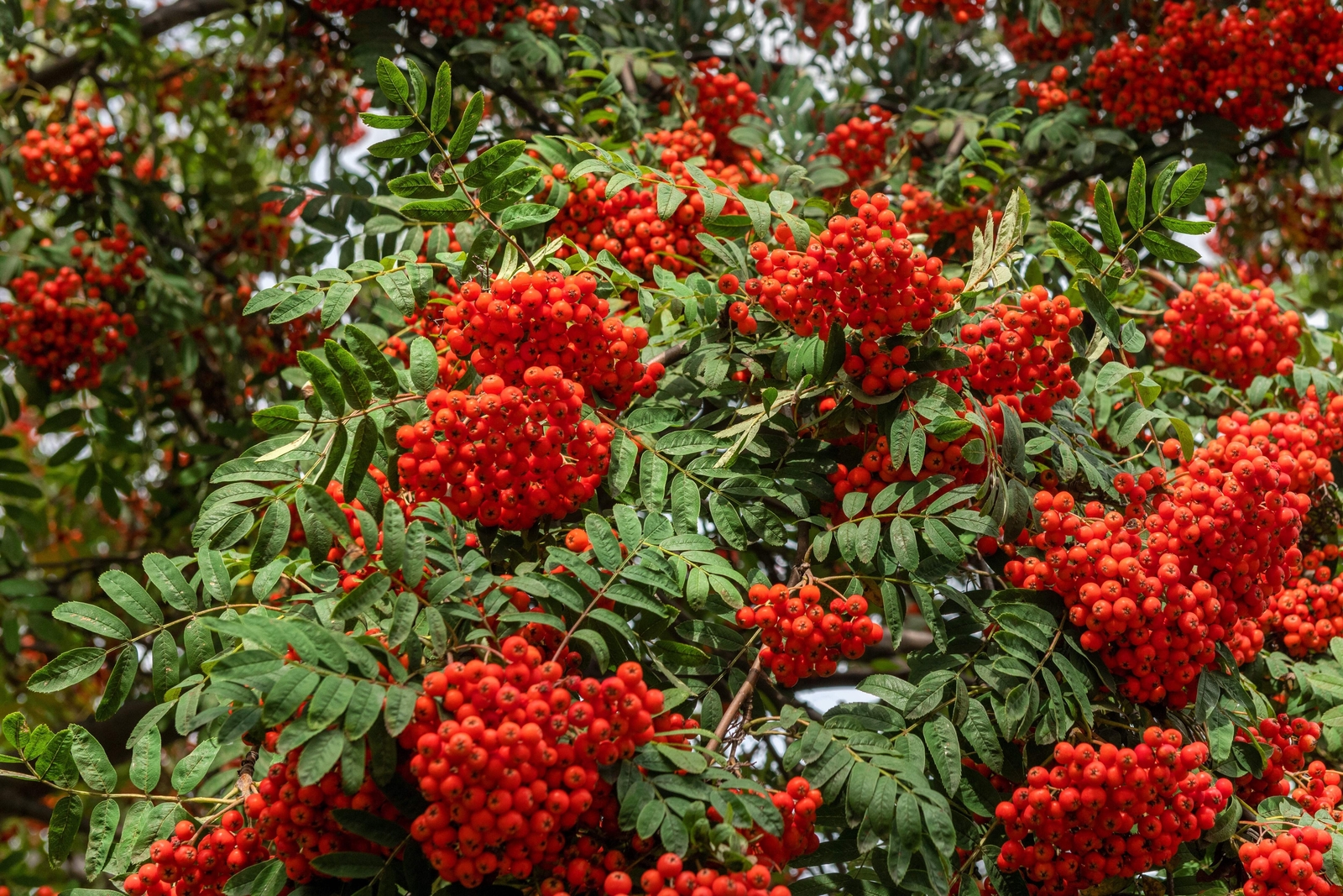 20 ASH TREE Mountain / Amur / Rowan – Sorbus Aucuparia Seeds