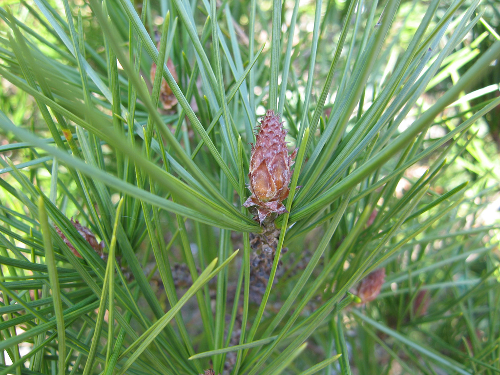 Lacebark Pine, Pinus bungeana, Tree Seeds (Showy Hardy Evergreen, Bonsai)