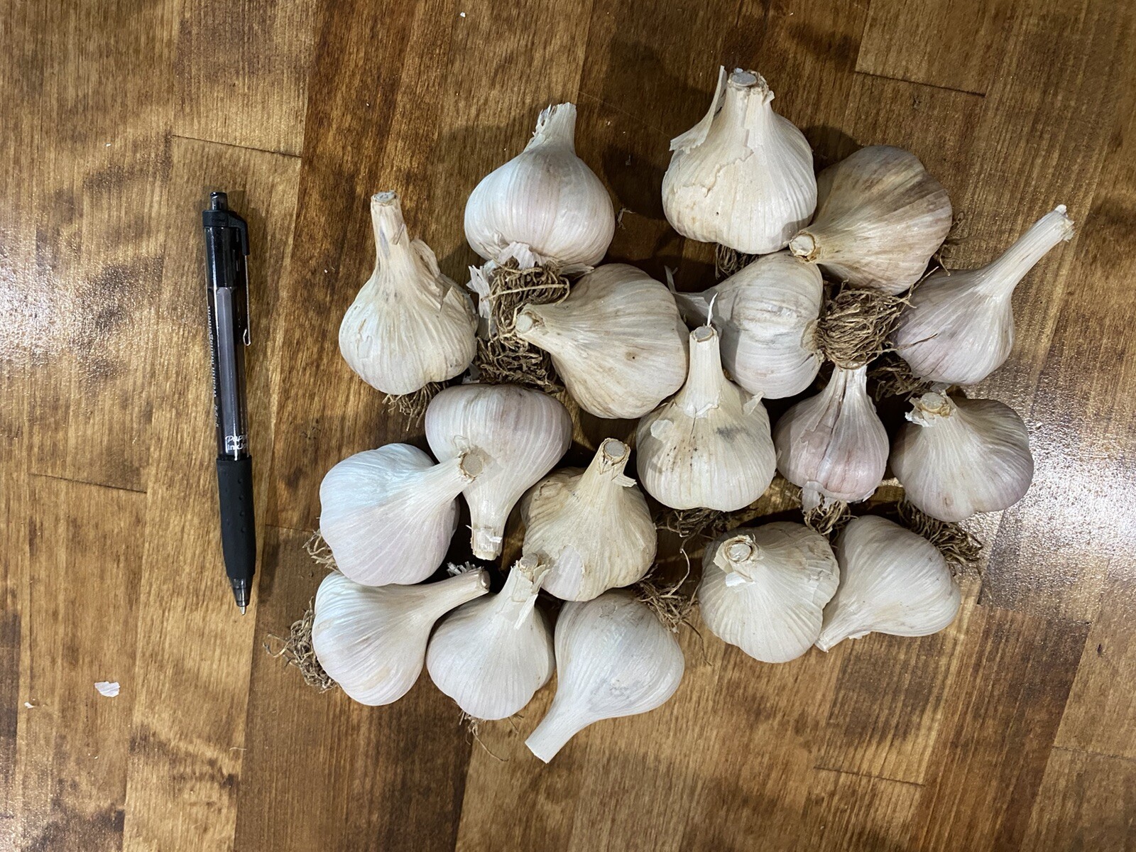 Russian Giants lb. 1/2 Lb 7-10 Bulbs Hardneck Garlic Bulbs to Plant or Eat