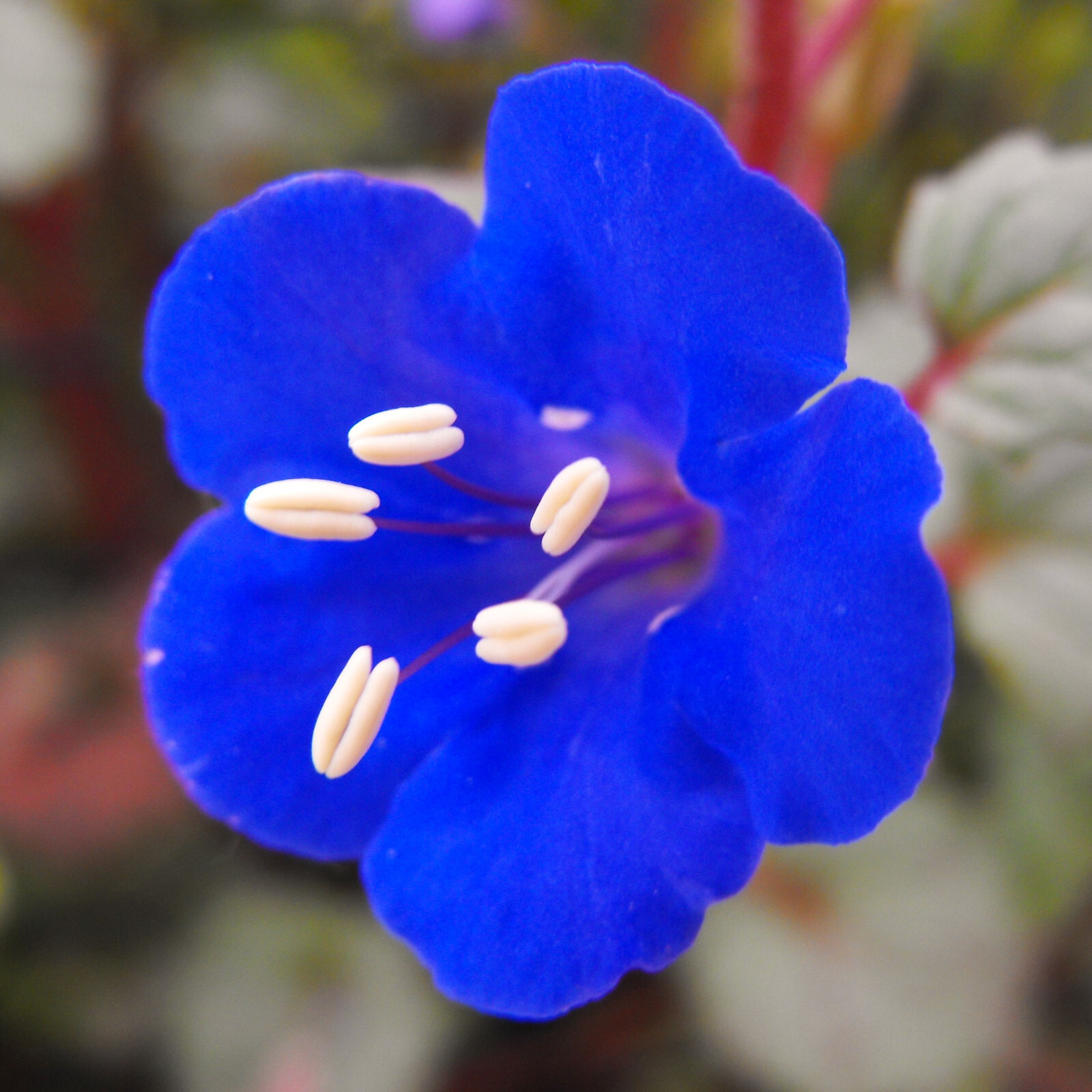California Bluebell Seeds | Phacelia Blue Canterbury Wild Desert Bells Seed 2025