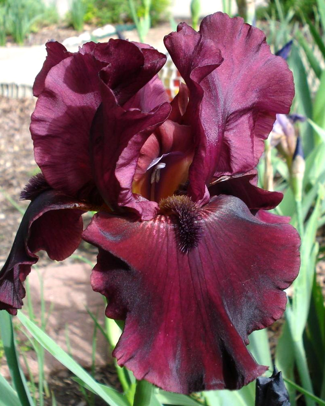 **RIO ROJO** Tall Bearded Iris. Freshly Dug, Combined Shipping: Jul-Sep