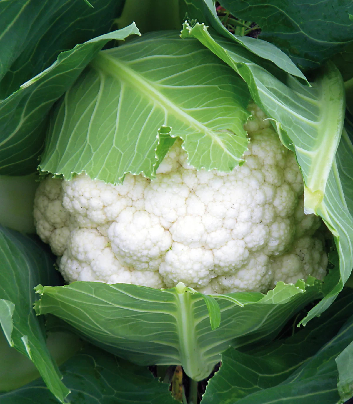 500 SNOWBALL SELF BLANCHING CAULIFLOWER SEEDS ~ heirloomseedguy ~ 2026 ~ NON-GMO