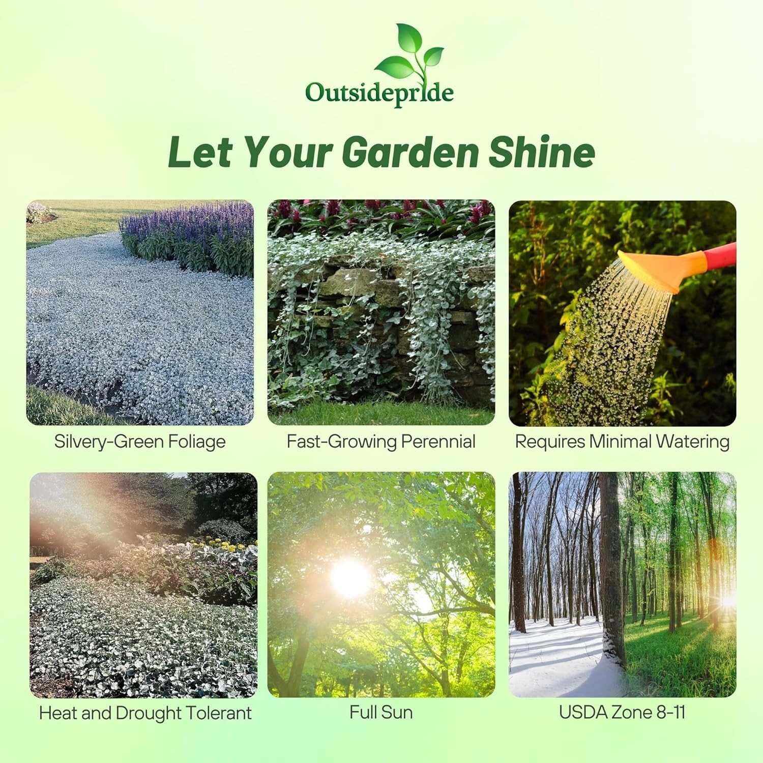 15 Seeds Dichondra Seeds Heat & Drought Tolerant Silver Falls Ground Cover