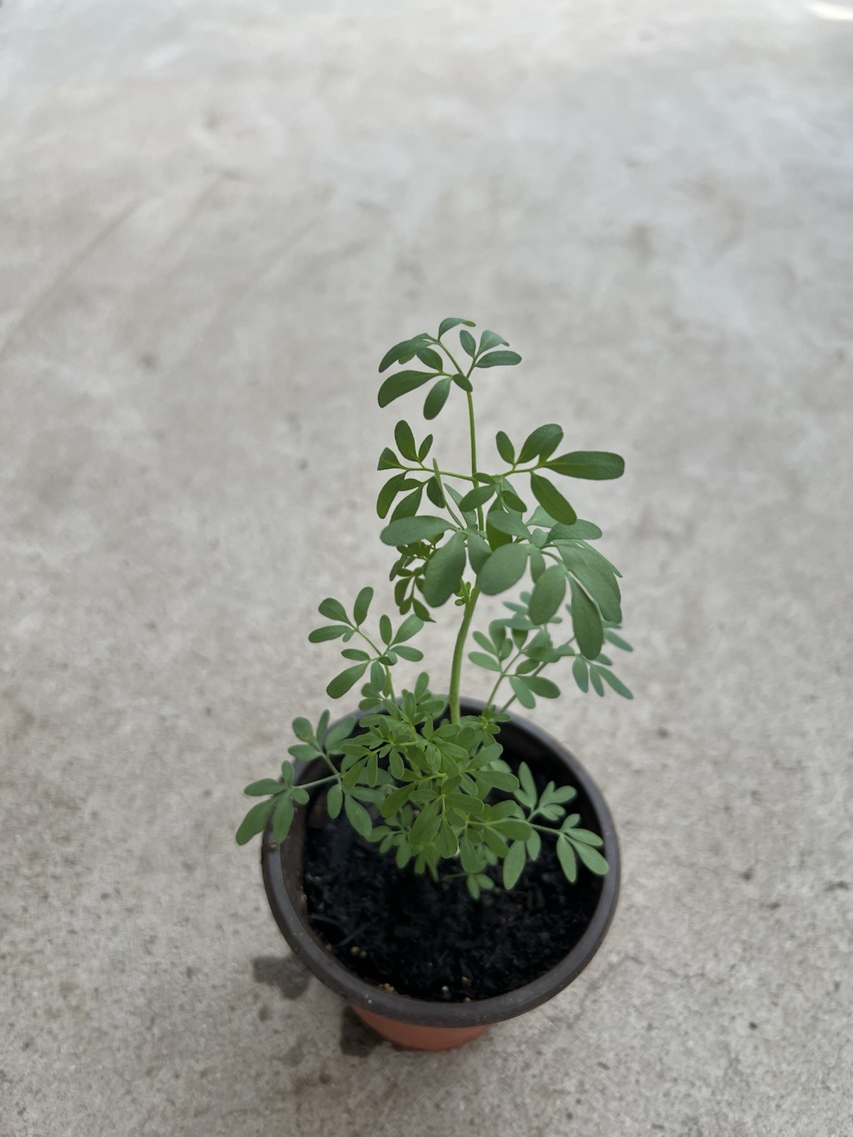 1 Common Rue Plant With Pot 6” Ruda Ruta Graveolens Live Plant Ready To Plant