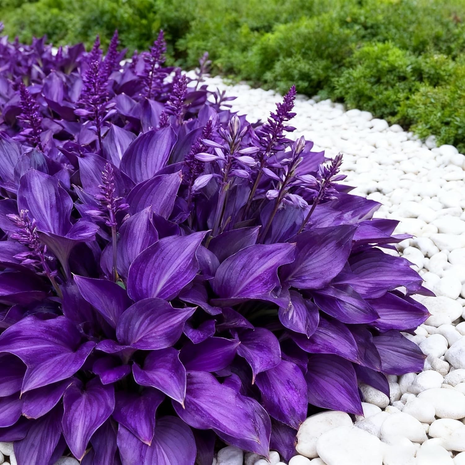 200+ Hosta Seeds for Planting, Perennial Hosta Seed, Attract Pollinators, Non-GM