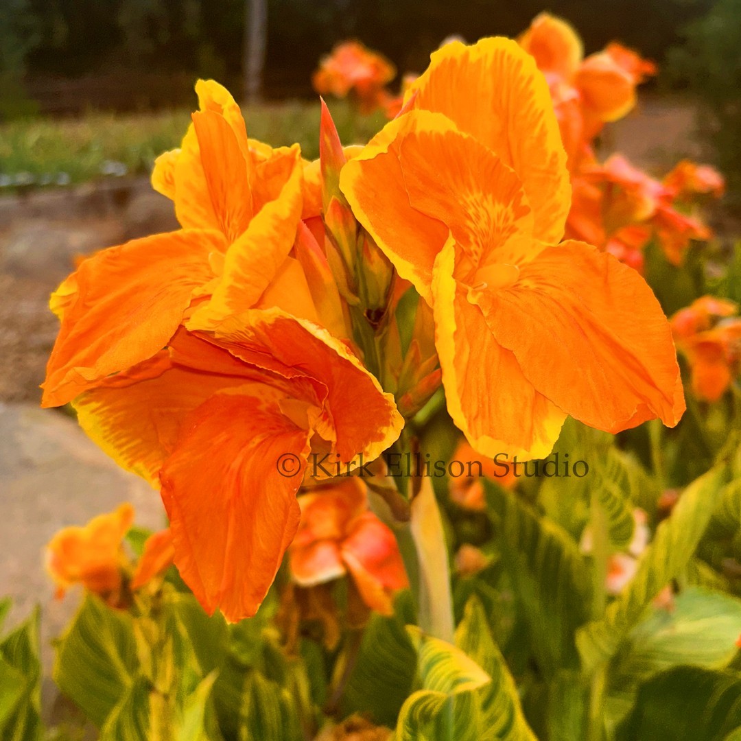 Canna Lily (1) Rhizome “BENGAL TIGER” a.k.a. “PRETORIA” Variegated Foliage!