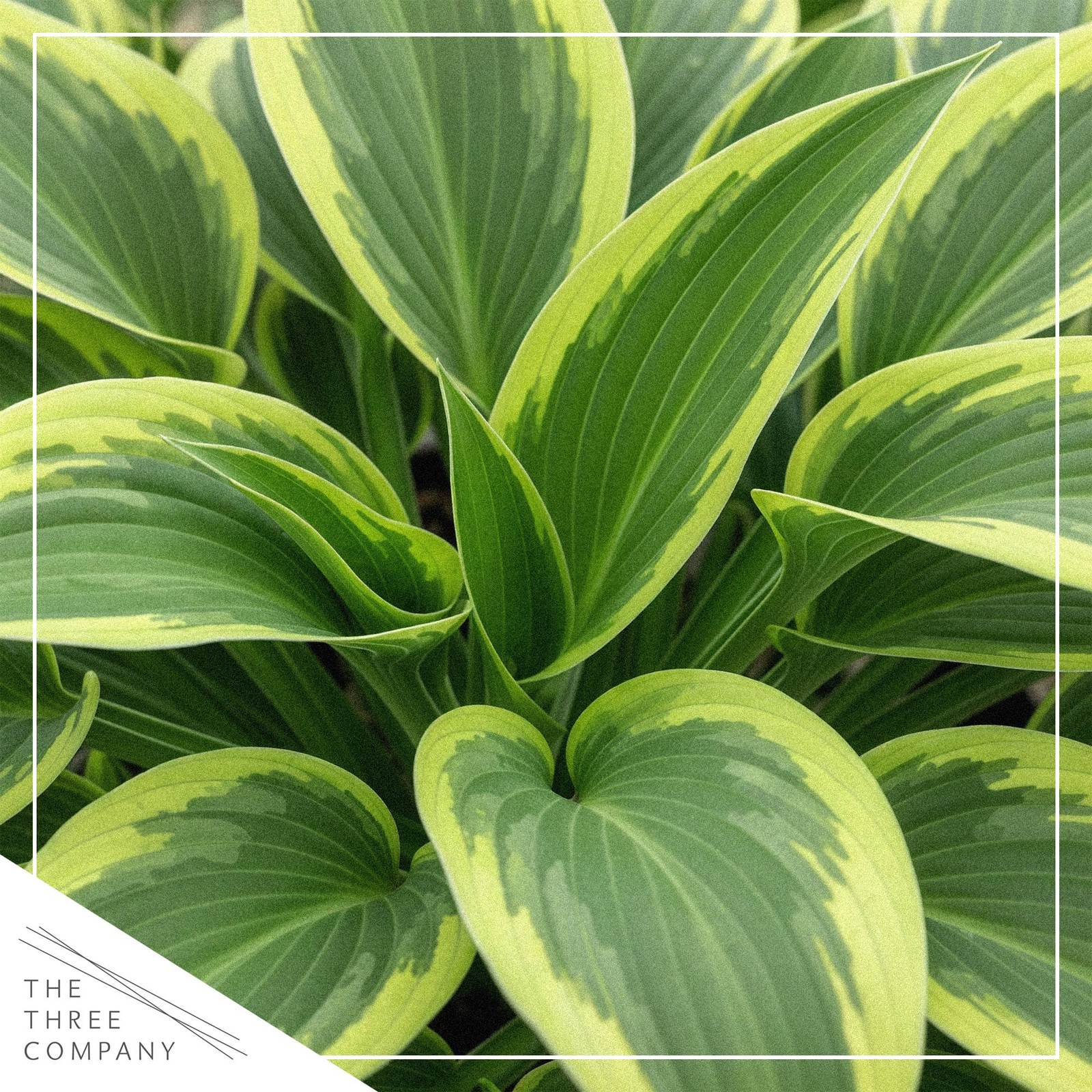 Hosta Plants Yellow Polka Dot Bikini, 3 Pack, 10″ Tall, 1 Qt Pot