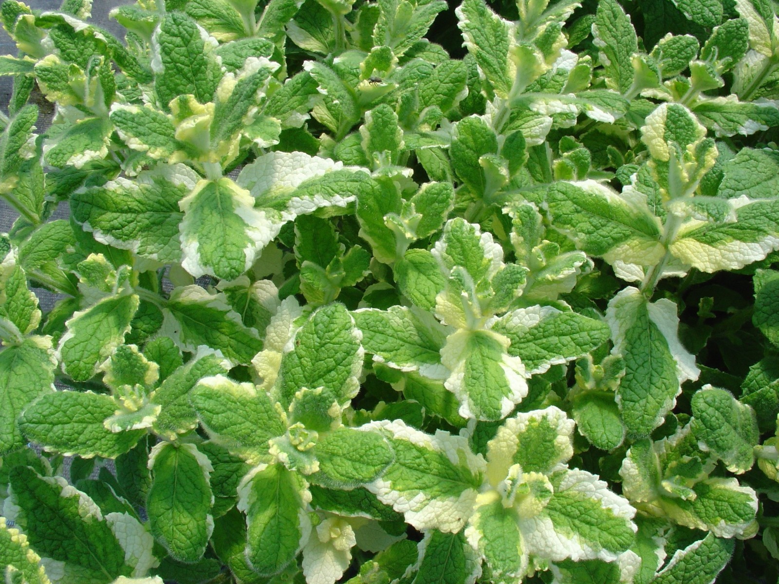 PINEAPPLE MINT * 1000 SEEDS * RARE * HERB * MEDICINAL * AROMA *