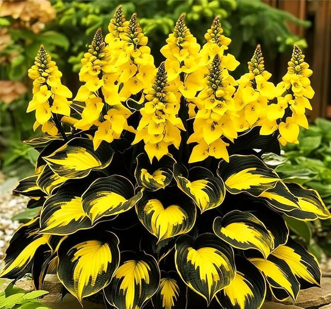 290+ USA PERMIUM Giant Hosta Seeds for Planting Indoor Outdoor-Non GMO Mixed